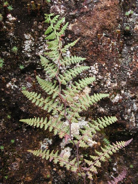 Dennstaedtiaceae Paesia glandulosa